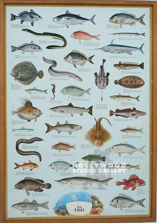 40x28 Fish Chart in Animals