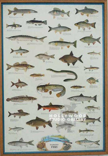 40x28 Fishing Chart in Animals